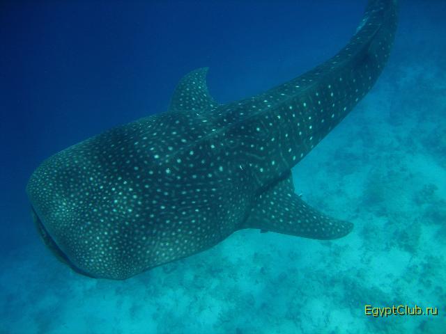 ������� ������