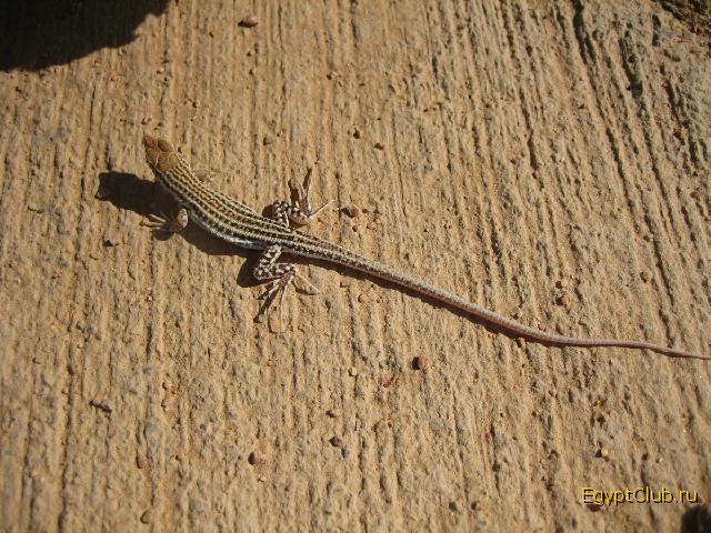 ������� ������