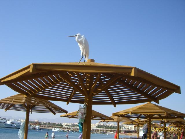 ����� �� �����