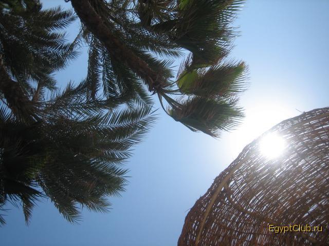 ������ ������