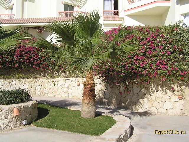 ������ ����� ���