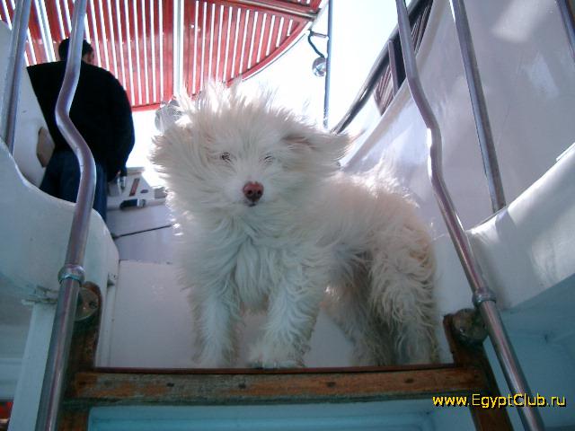 ������� �� �������