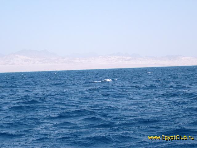 ������� ����