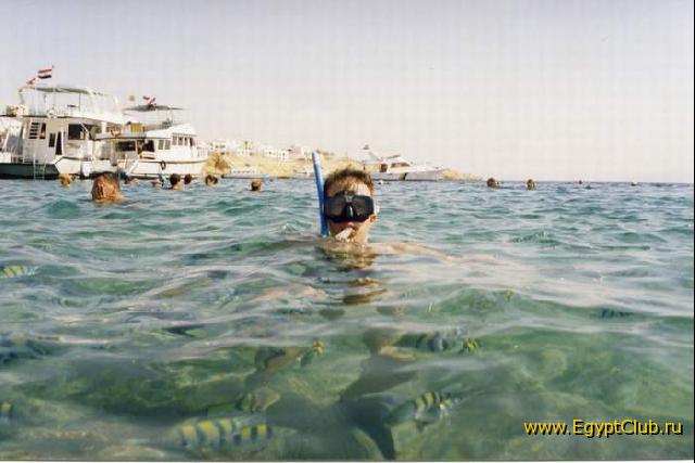 ����� �� ������� Ribok