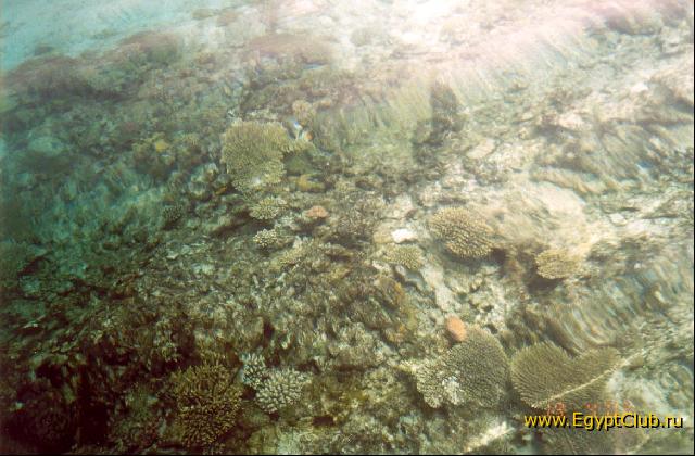 ������� ���