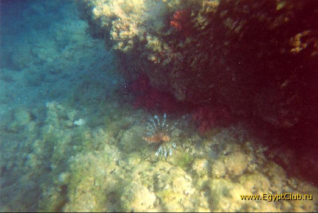 ��������-�����