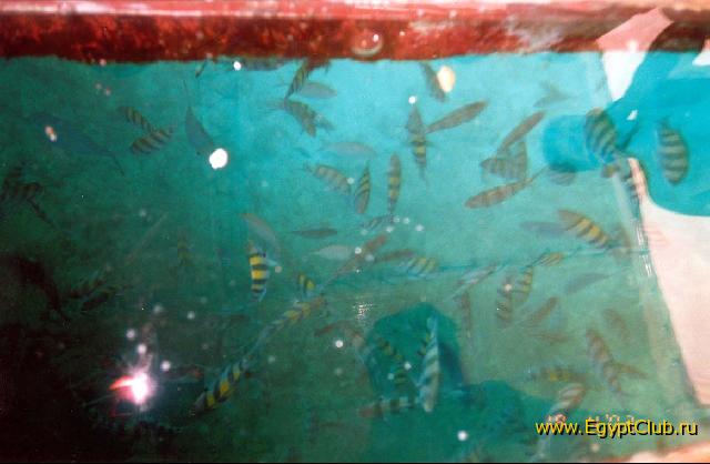 ������� ����� ����������