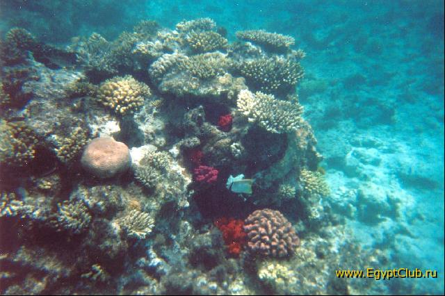 ����� �������� �������