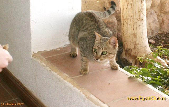 ������� ������������� ����� ��������