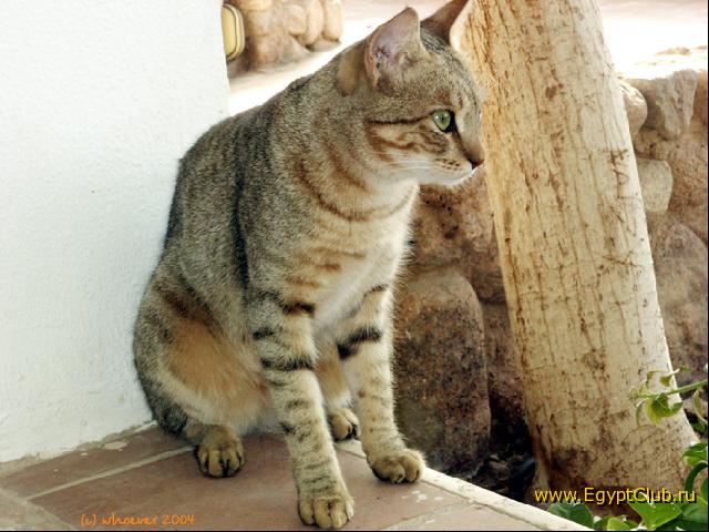 ���������� �����... �� �����������:)