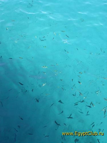 001 - ���� � �������� 