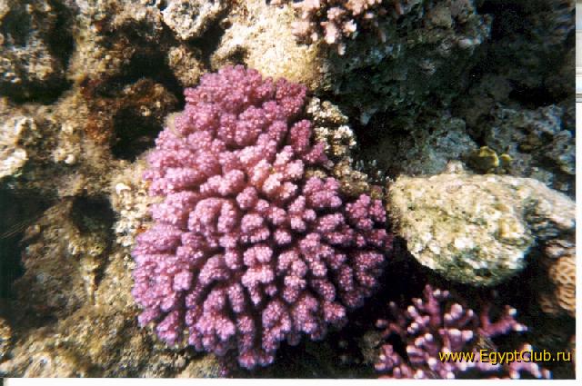 ������� ������