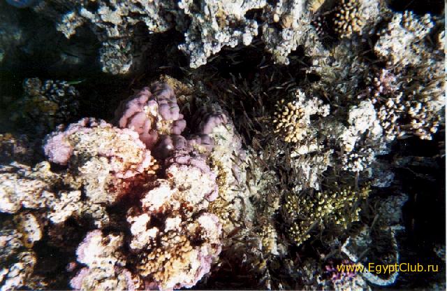 ���������� ������