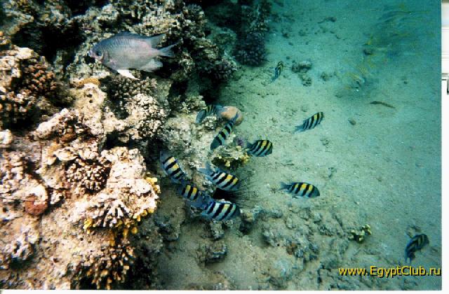 ���� ��������� �����