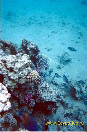 �������� (�������� ���� � ����)