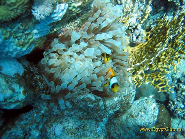 ����� �����