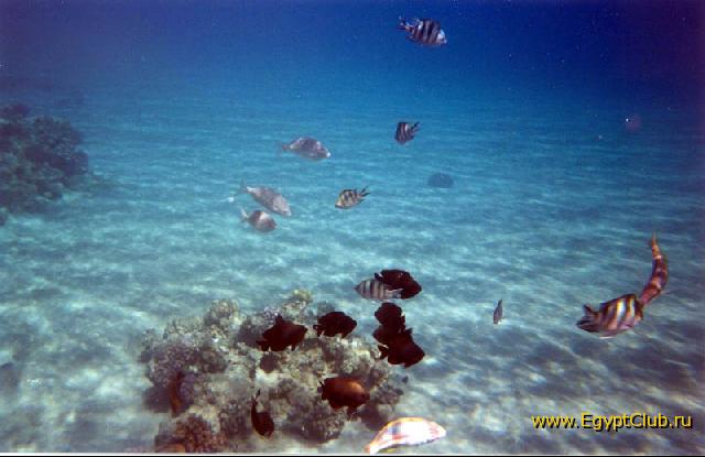 ���� ������