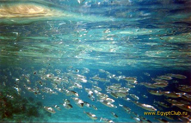 ���� (��������)