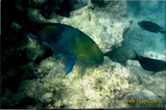 ��� ��������