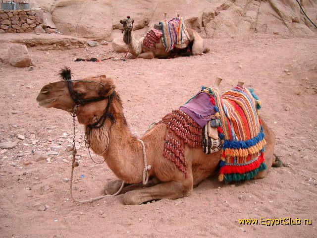 ������� ������� ��������