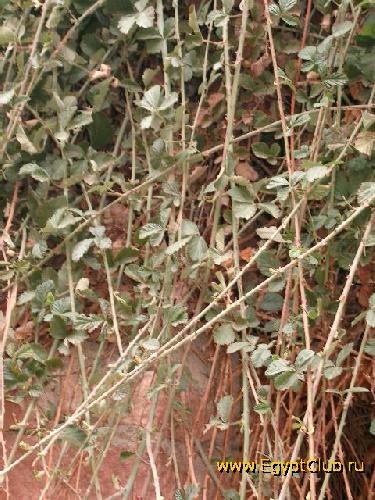 ���������� ������