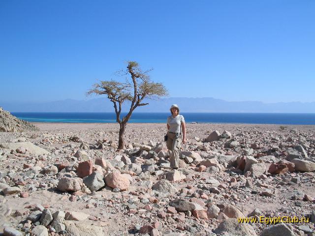 ��� �����