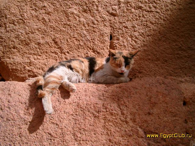 ���������� ��������� ������ ���������