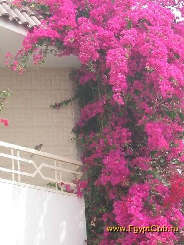 ������, ����� ��������