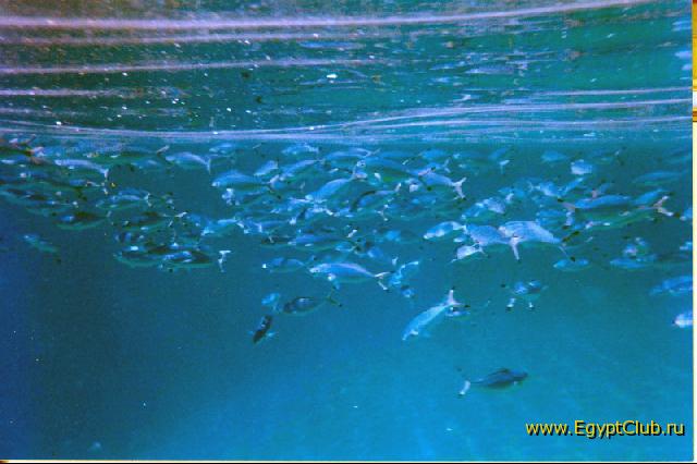 ������� ���� ���