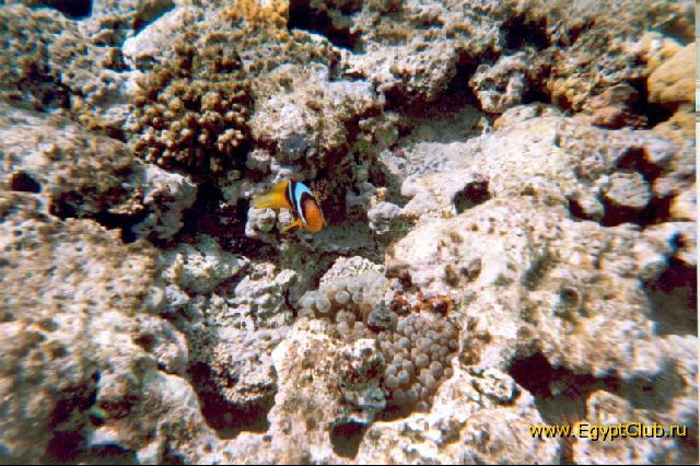 ����� ����� ��������