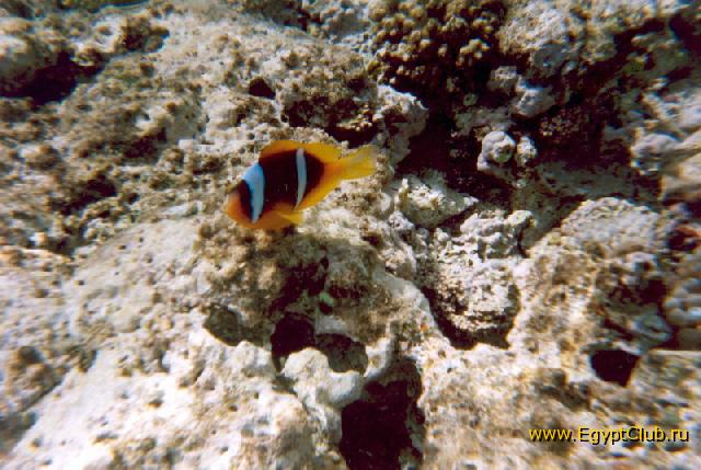 ����� �����