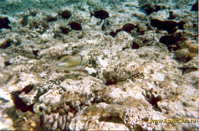 ������� �����