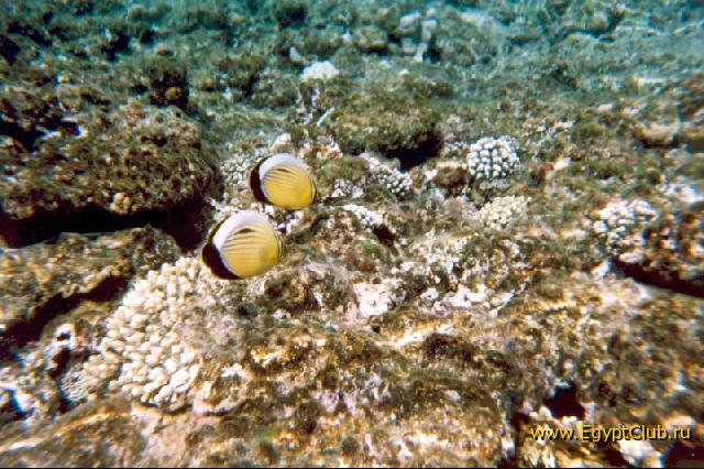 ����� �������