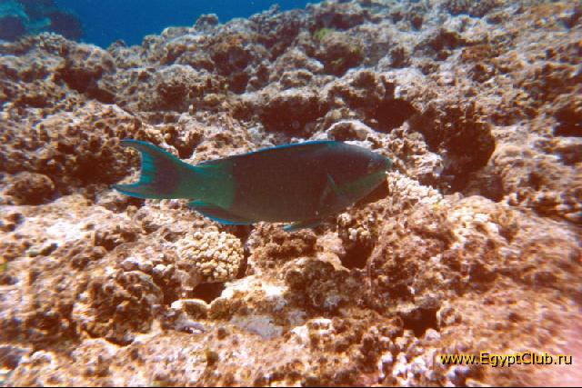 ������ �������