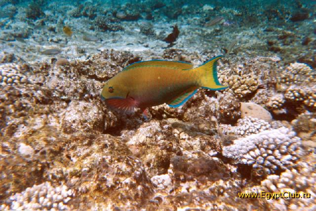 ������ �������