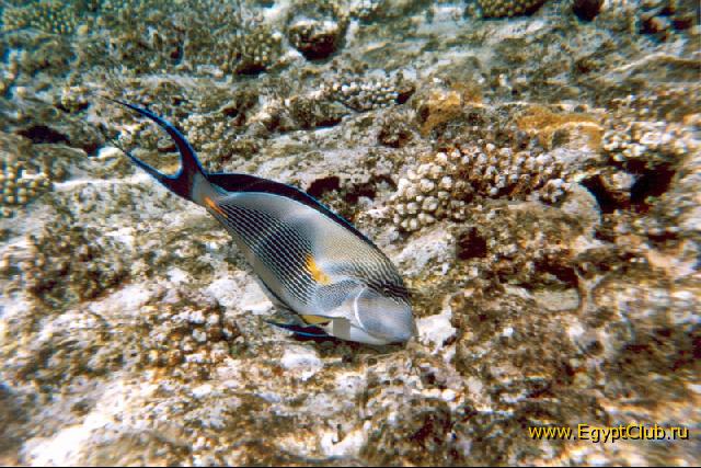 ����� �������� ����