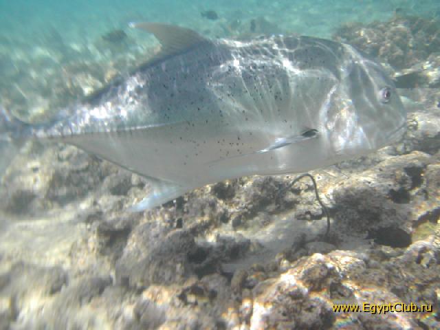 ������� ��� :)