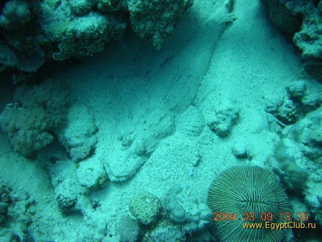 ���� - ��������