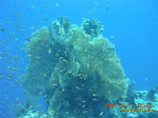 ������ ������� ������