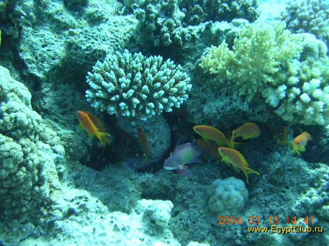 ������� �����