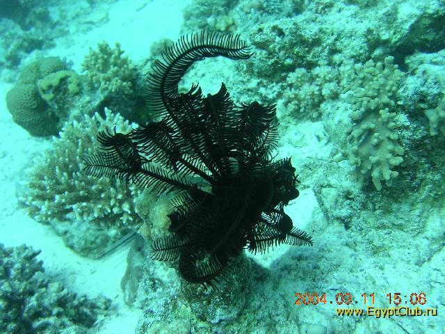 ������� �����