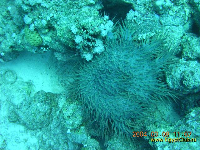 ������� ������