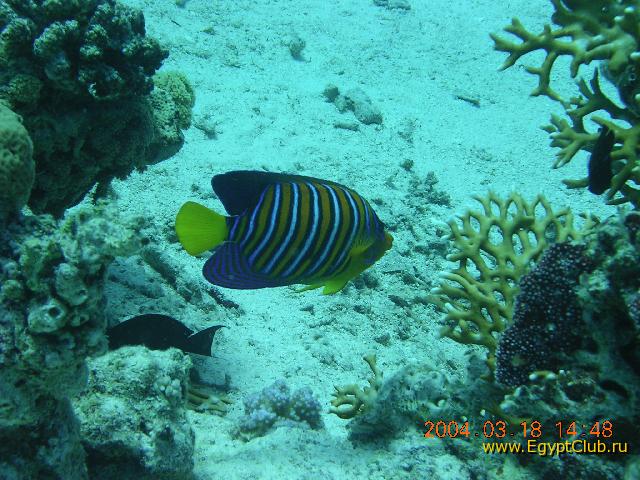 ����������� ����-�����