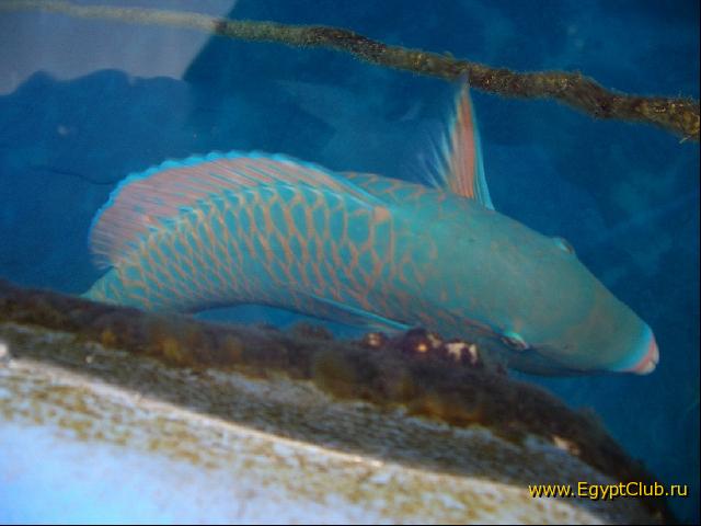 �������� :-)