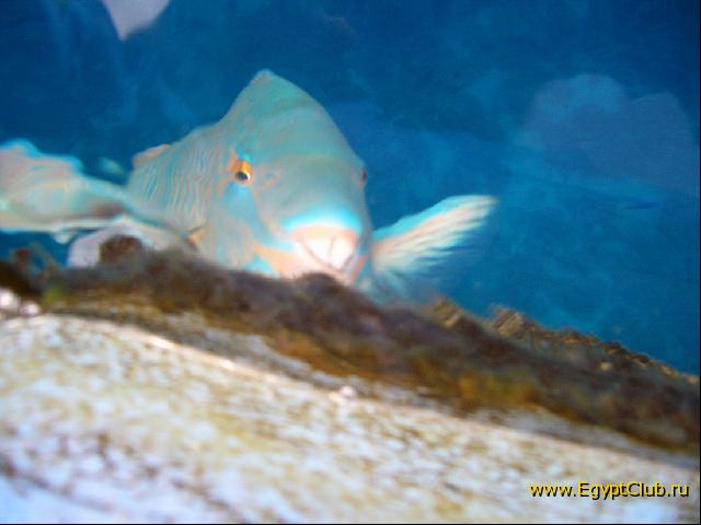 �������� - 2