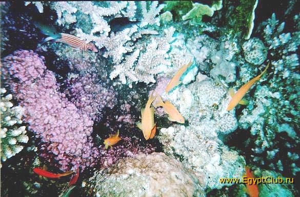 ����� ���� ����!