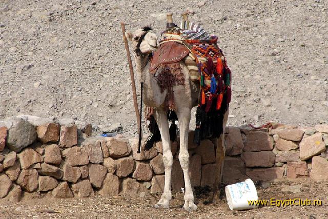 ������� ������