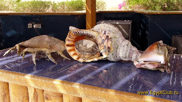 ���� ����, ������ ��� ������.