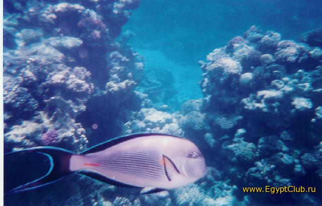 ����-������