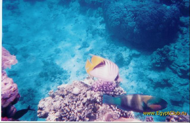 ������� � �������